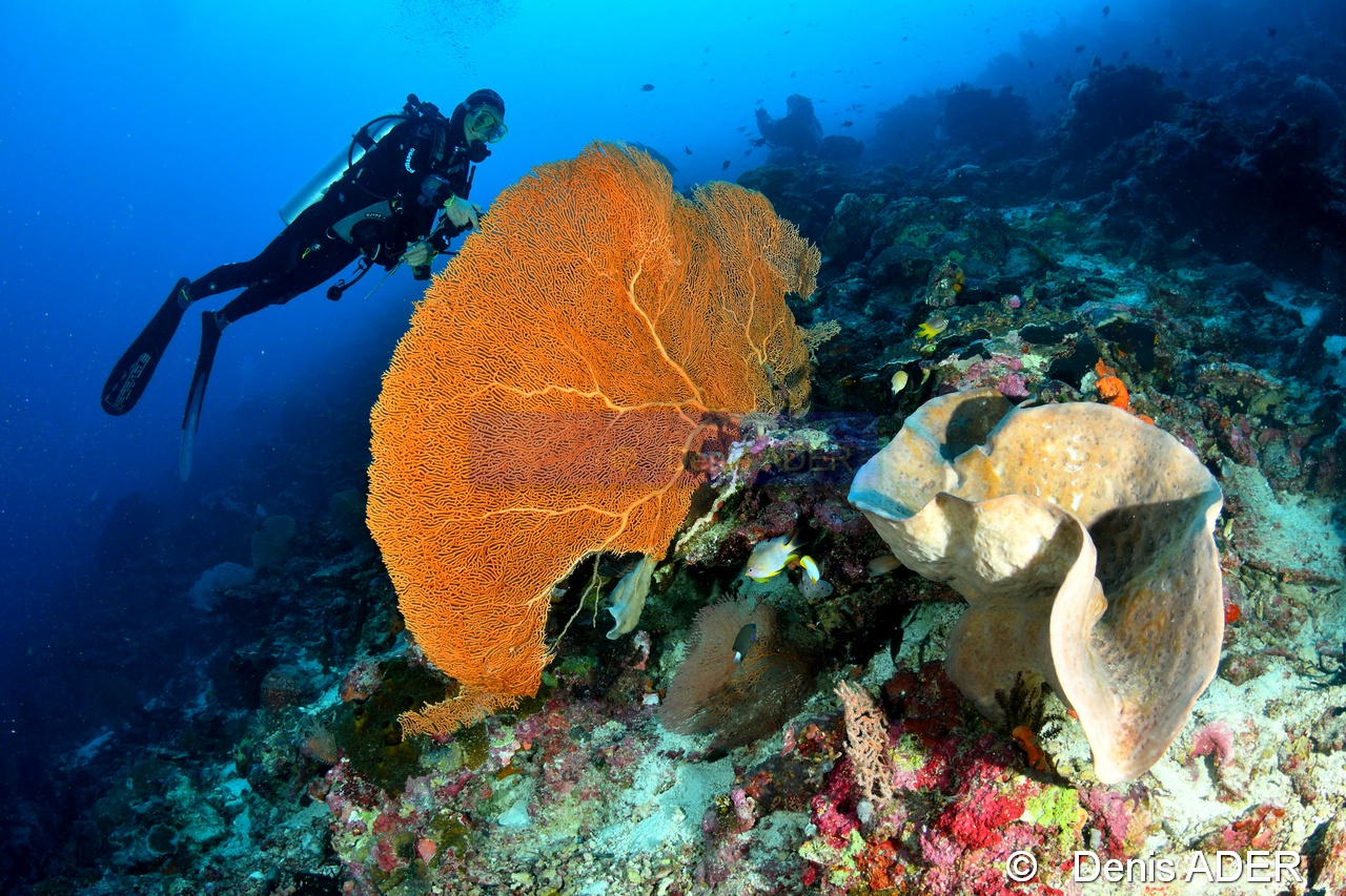 Petrosia nigricans Eponge grise lamellaire Catherine Wakatobi Wangi Island-34m-20180601-Denis-ADER-DSC_2933_tn.jpg